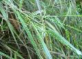 Oriental Gold Giant Reed, Giant Reed / Arundo formosana 